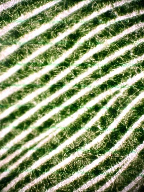 貼在手機(jī)上的顯微鏡 400倍放大下的微觀宇宙，小鏡頭里藏著大智慧